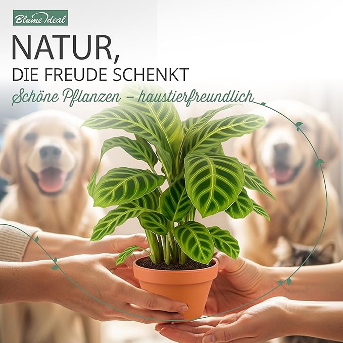 “Tierfreund” Pflanzen-Set + 7x Seegraskorb | 7er-Set | ca. 30-60 cm | Ø 12-15 cm Topf