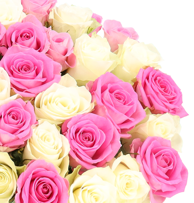 50 Rosen CandyCotton