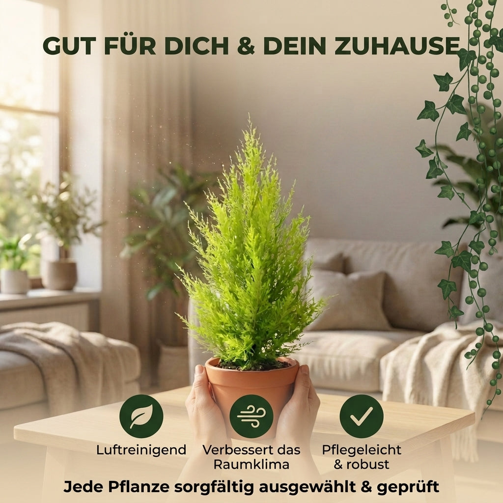 Zimmerzypresse + 2x Zinktopf | 2er-Set | Goldcrest | ca. 40-50 cm | Ø 12-15 cm Topf