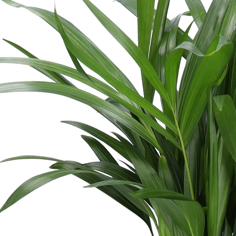 5er-Set "Tierfreund" | Bergpalme | Glückskastanie | Bananenpflanze | Korbmarante | Goldfruchtpalme | +/- 30-60cm | ø 10-15cm Topf