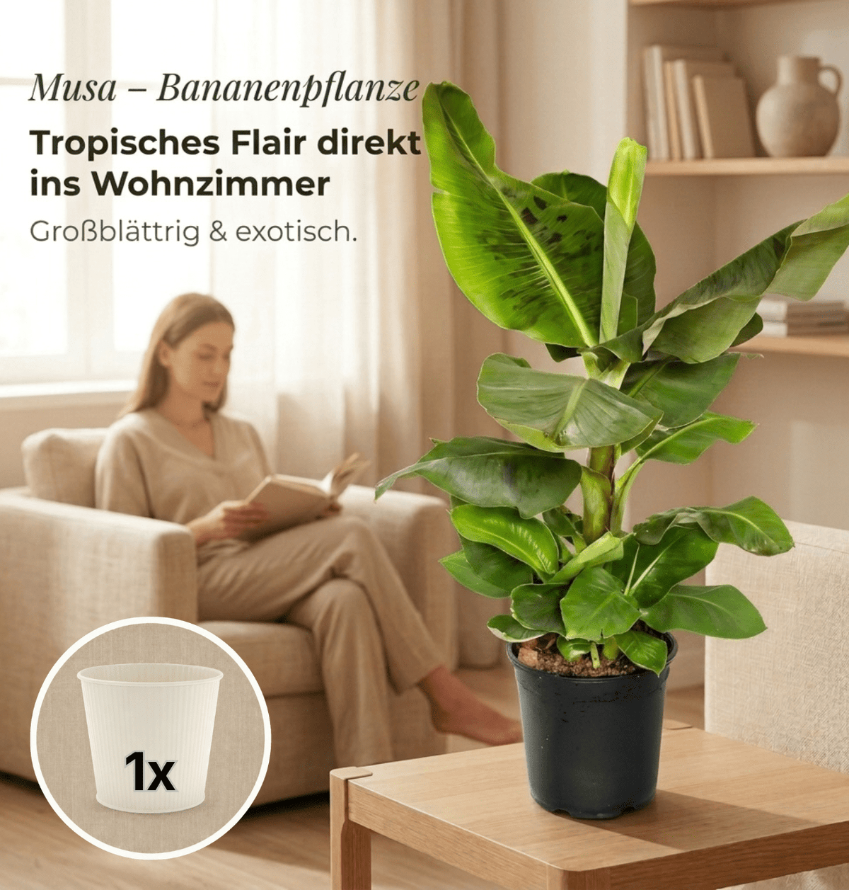 Bananenpflanze + 1x Cremefarbener Zinktopf | Musa | ca. 40-50 cm | Ø 12-15 cm Topf - Blume Ideal