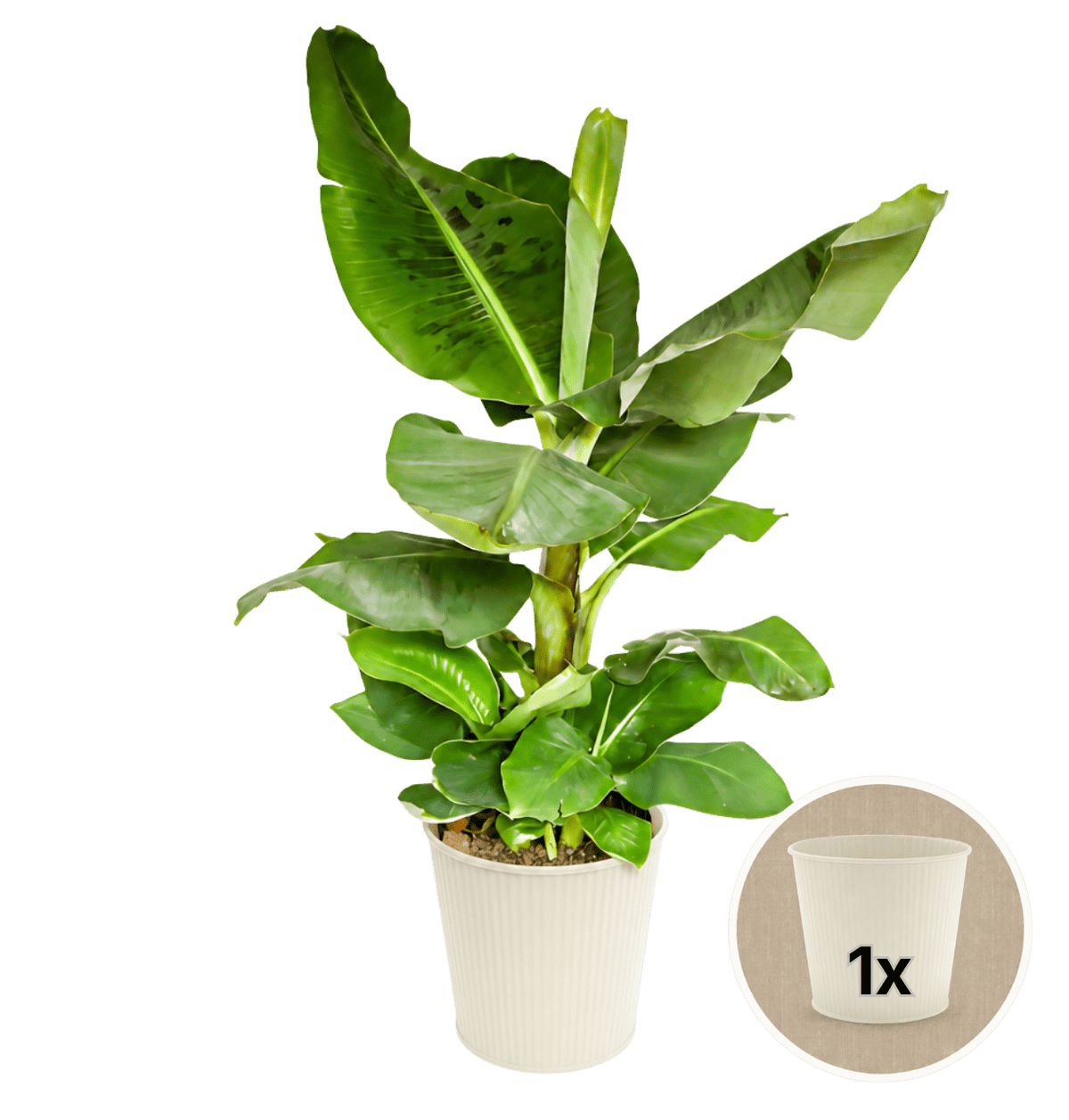 Bananenpflanze + 1x Cremefarbener Zinktopf | Musa | ca. 40-50 cm | Ø 12-15 cm Topf - Blume Ideal