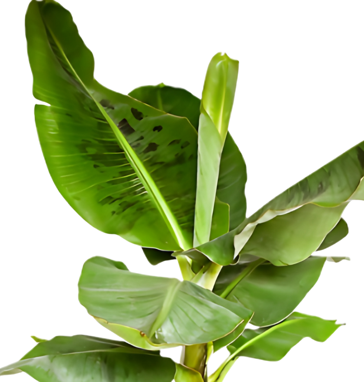 Bananenpflanze | Musa | ca. 40 - 50 cm | Ø 12 - 15 cm Topf - Blume Ideal