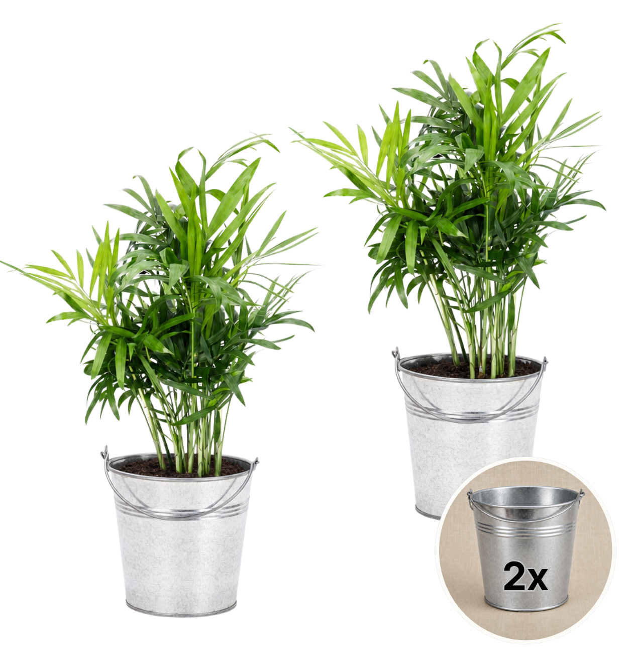 Bergpalme + 2x Zinktopf | 2er-Set | Chamaedorea elegans | ca. 40-45 cm | Ø 12-15 cm Topf - Blume Ideal