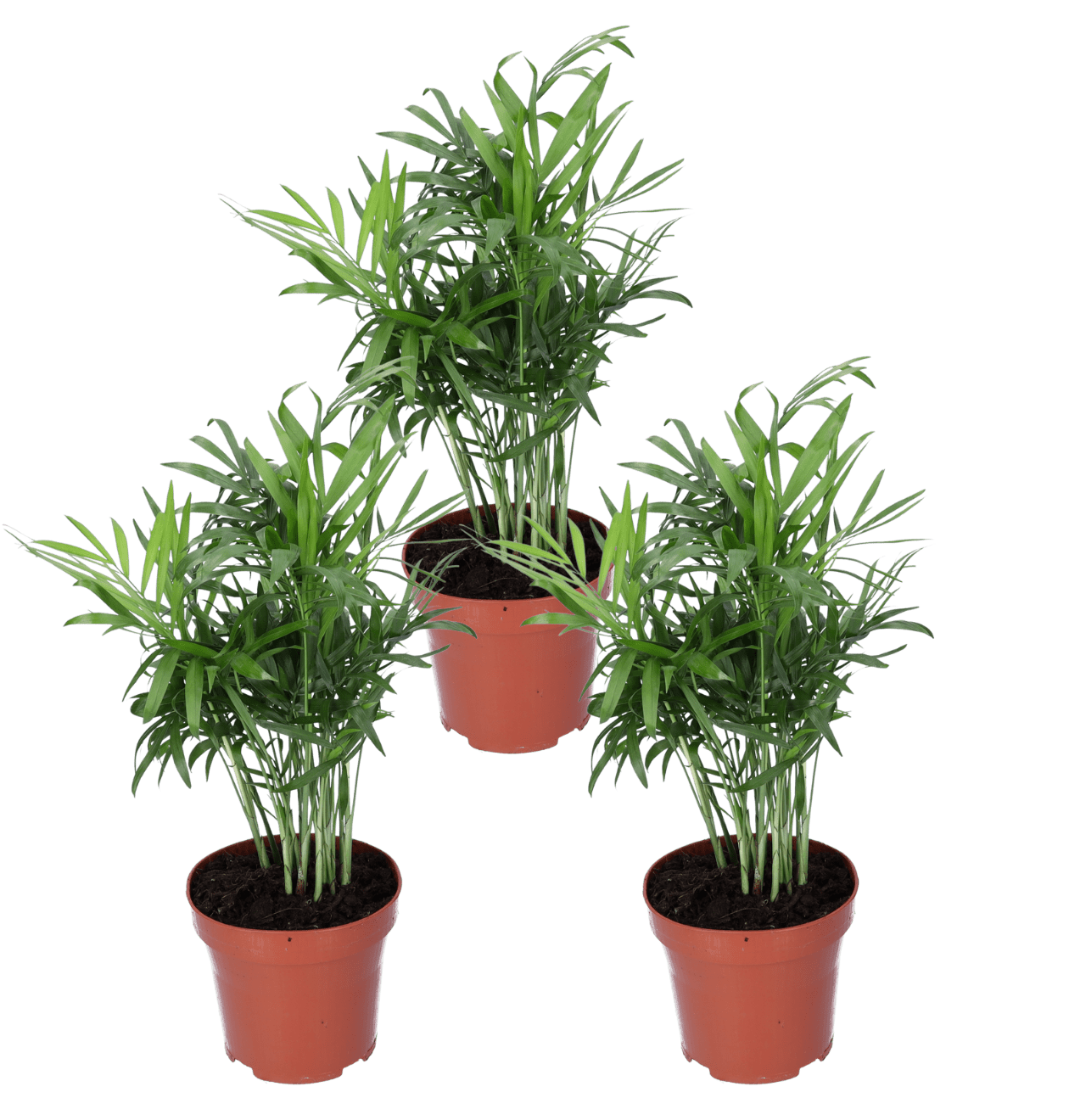 Bergpalme als 3er-Set entdecken