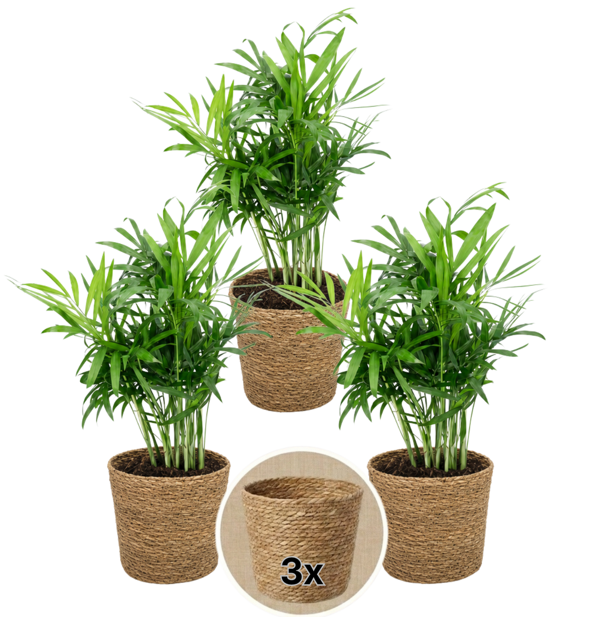 Bergpalme + 3x Seegraskorb | 3er-Set | Chamaedorea elegans | ca. 40-45 cm | Ø 12-15 cm Topf - Blume Ideal