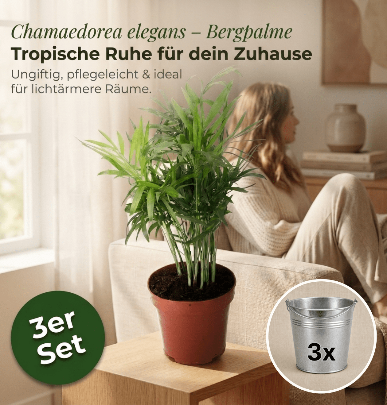 Bergpalme + 3x Zinktopf | 3er-Set | Chamaedorea elegans | ca. 40-45 cm | Ø 12-15 cm Topf - Blume Ideal