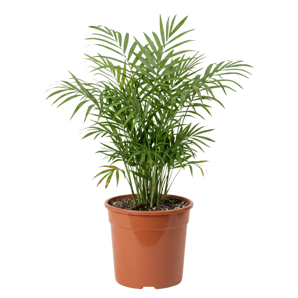 Bergpalme | Chamaedorea elegans - Blume Ideal