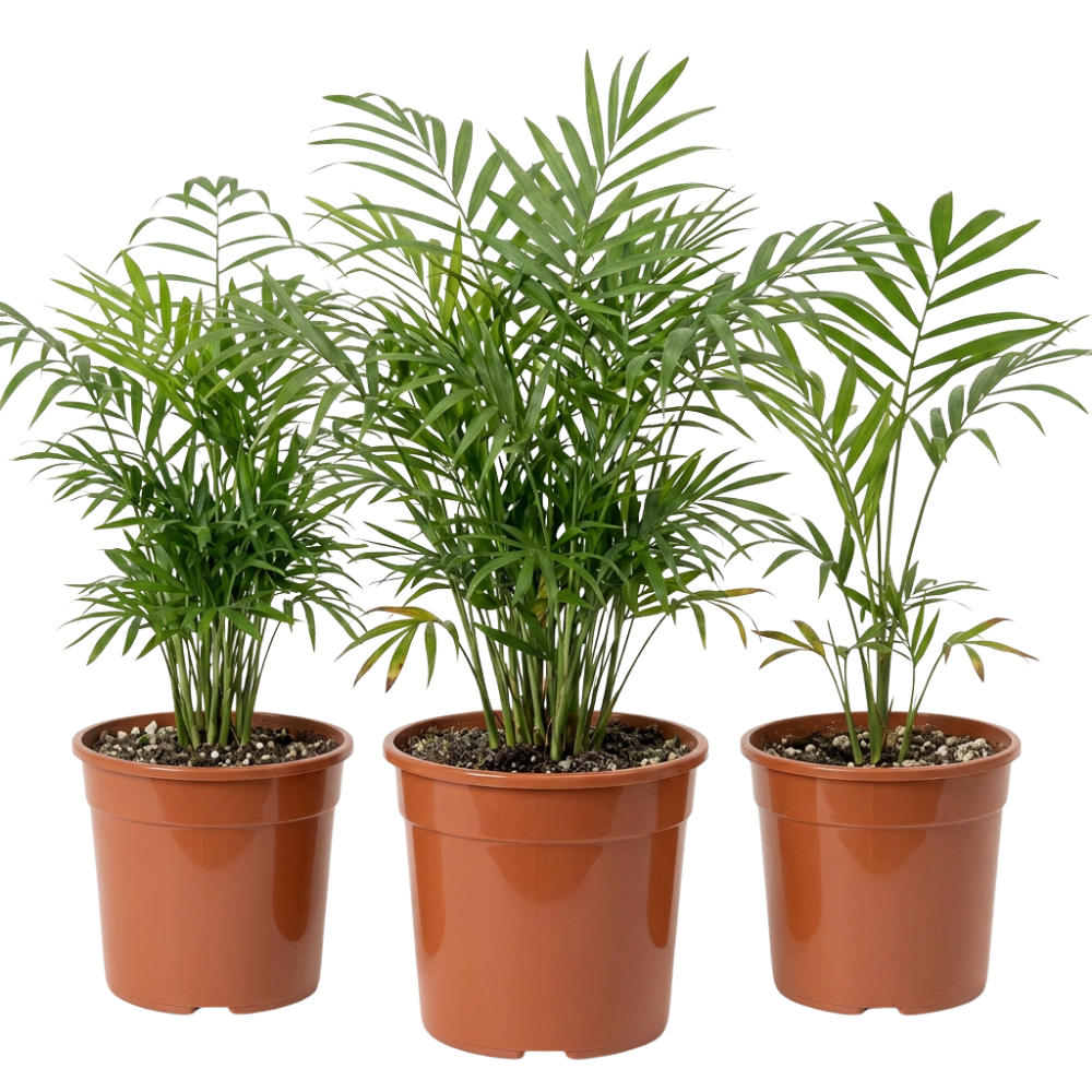 Bergpalme | Chamaedorea elegans - Blume Ideal