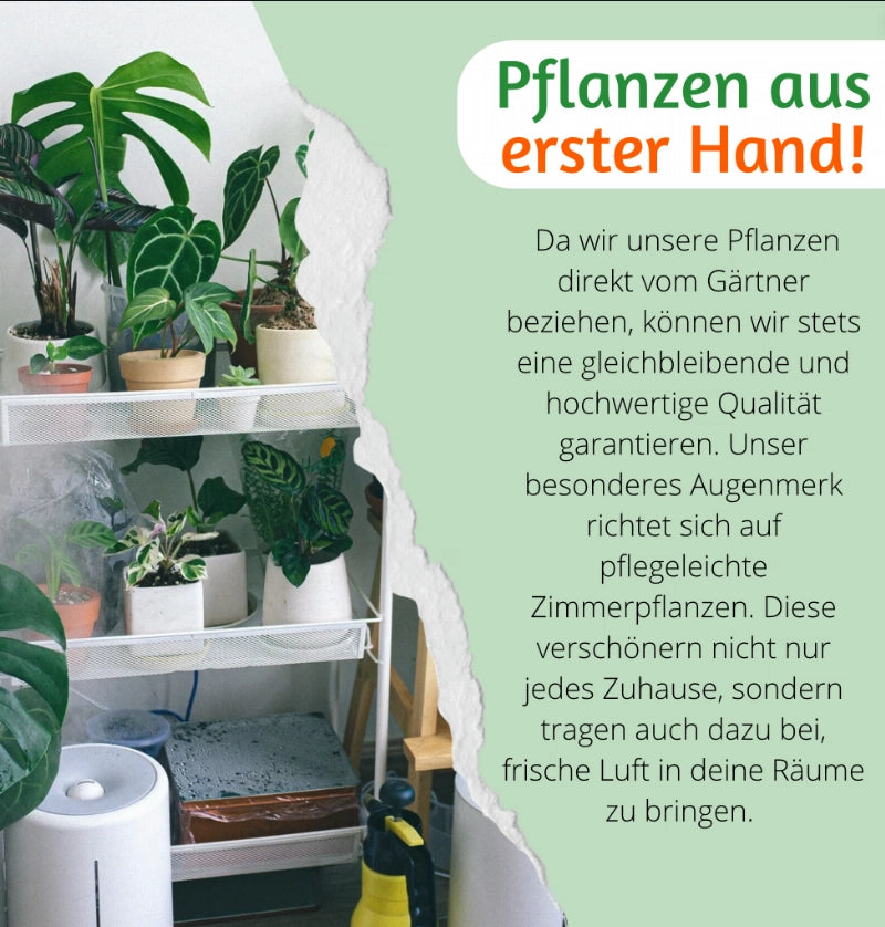 5er-Set | Katzengras | +/- 30-40cm | ø 10-15cm Topf