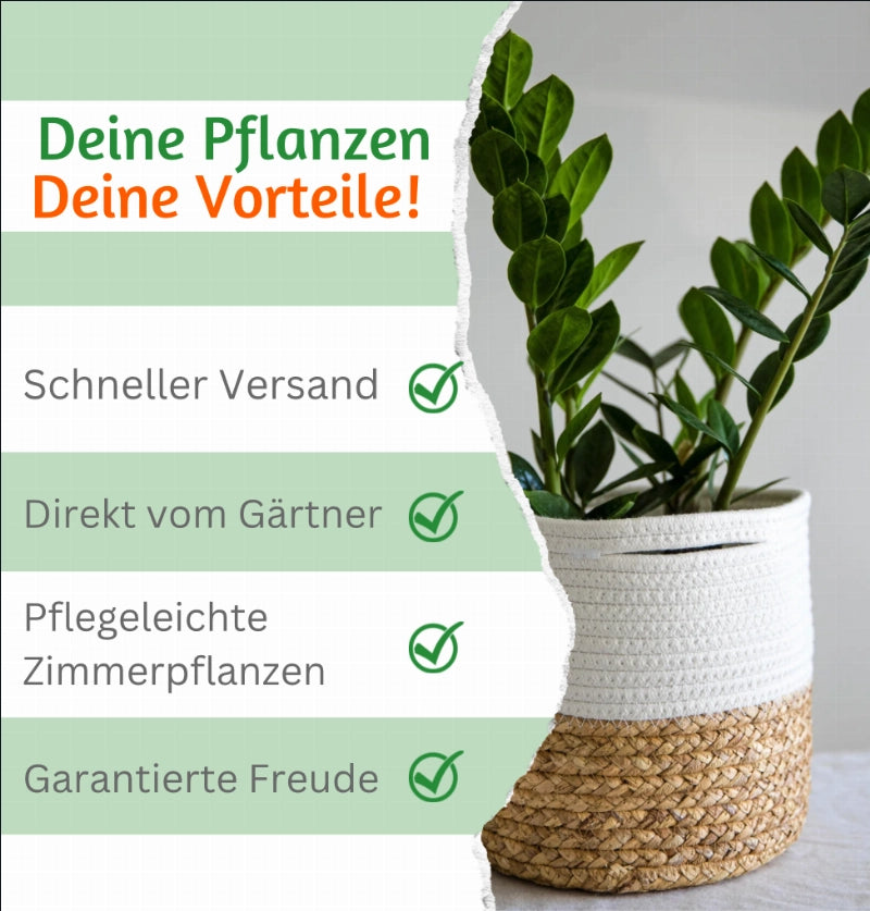 5er-Set | Katzengras | +/- 30-40cm | ø 10-15cm Topf