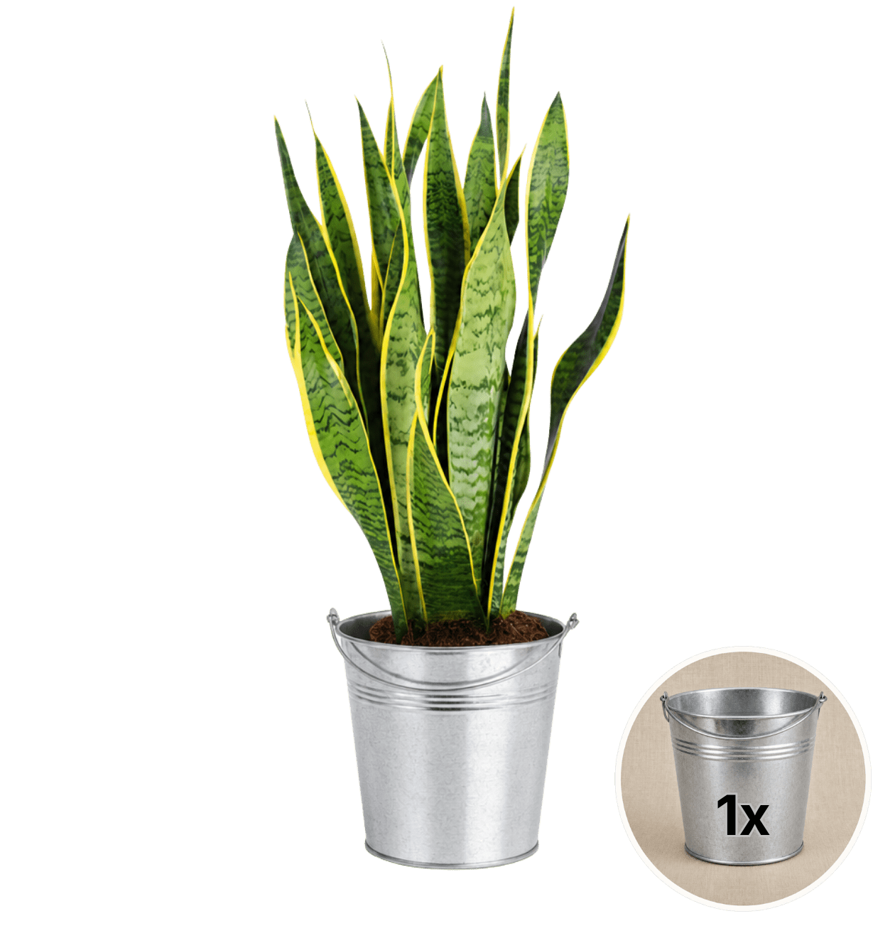 Bogenhanf + 1x Zinktopf | Sansevieria | ca. 40-50 cm | Ø 12-15 cm Topf - Blume Ideal