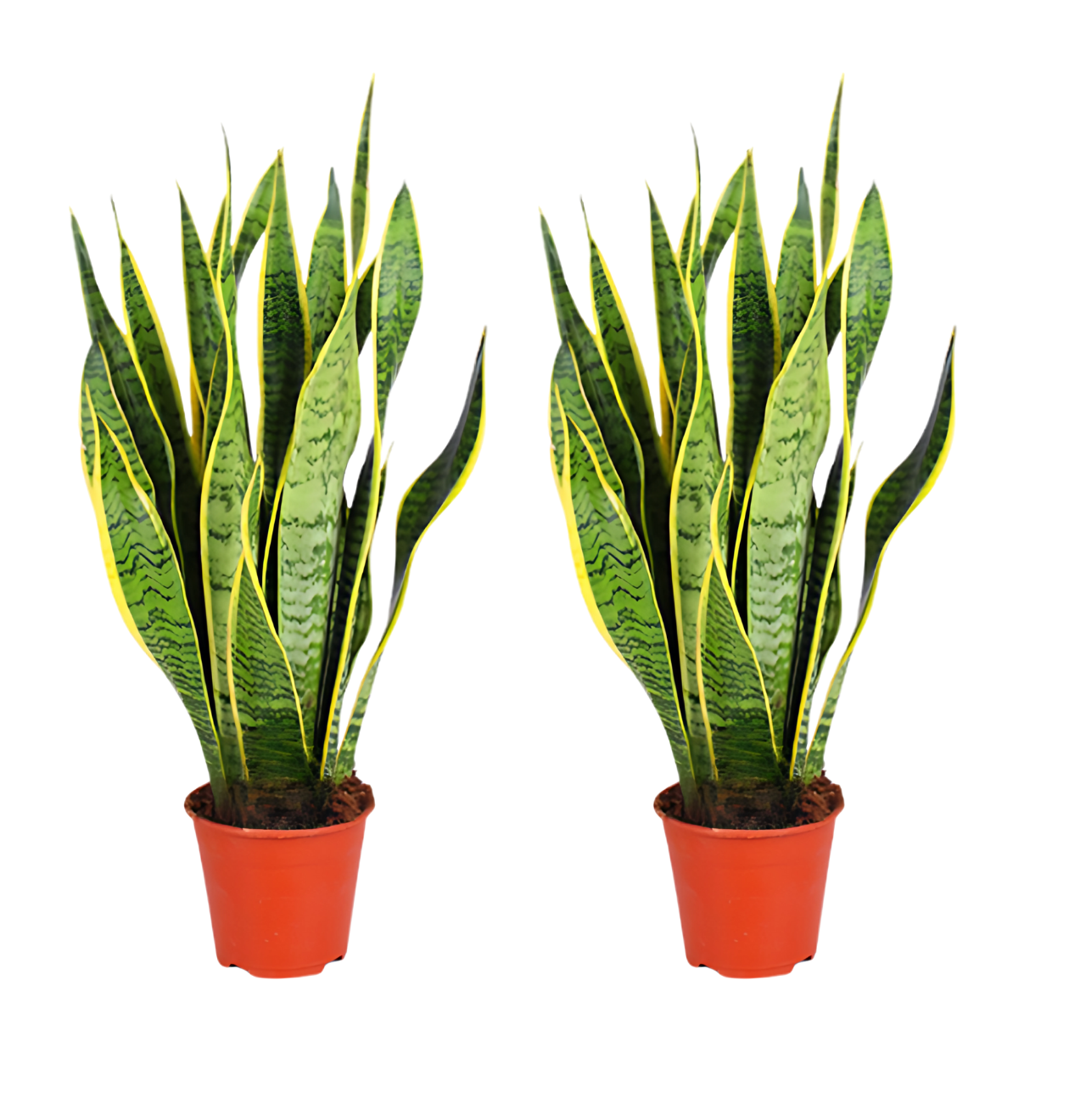 Bogenhanf | 2er - Set | Sansevieria | ca. 40 - 50 cm | Ø 12 - 15 cm Topf - Blume Ideal