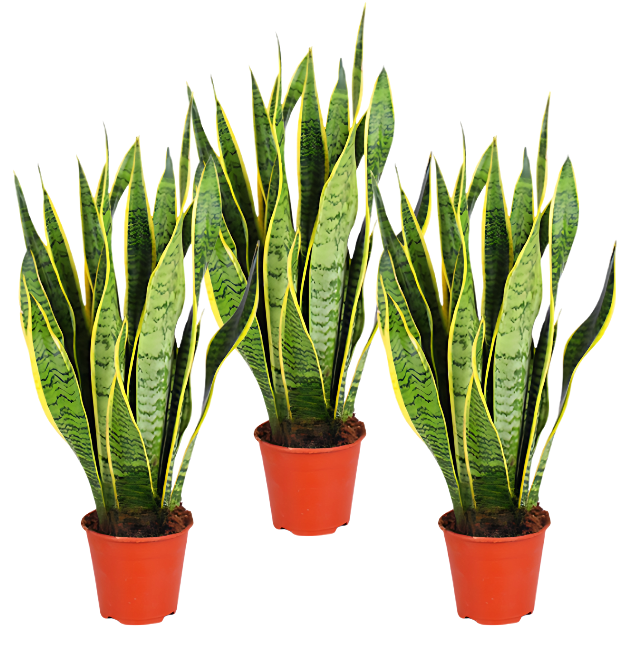 Bogenhanf | 3er - Set | Sansevieria | ca. 40 - 50 cm | Ø 12 - 15 cm Topf - Blume Ideal