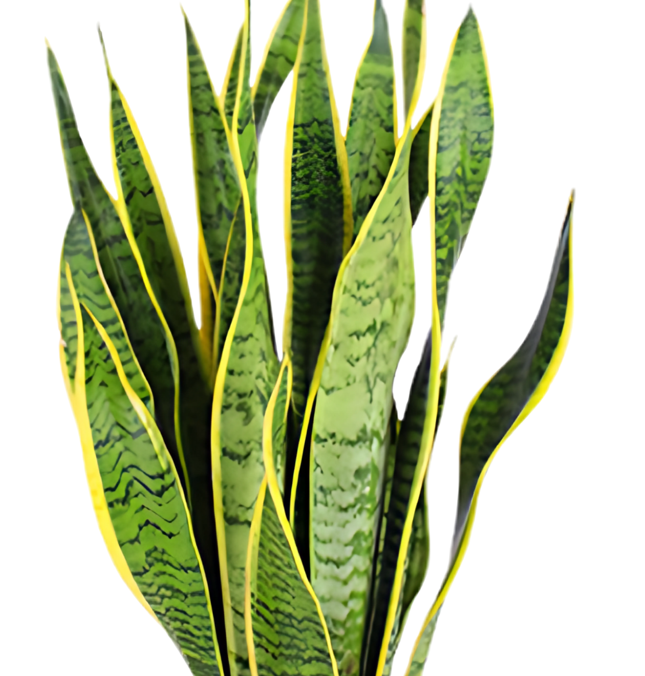 Bogenhanf | 3er - Set | Sansevieria | ca. 40 - 50 cm | Ø 12 - 15 cm Topf - Blume Ideal