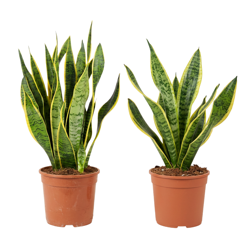 Bogenhanf | Sansevieria - Blume Ideal