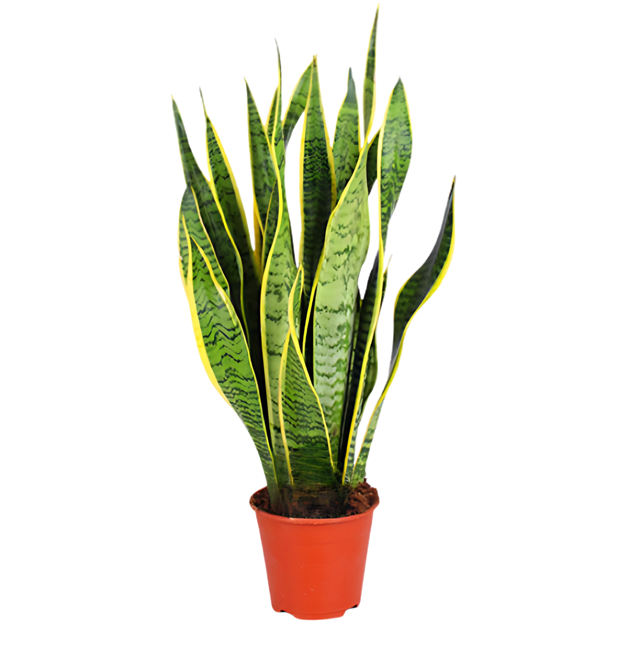 Bogenhanf | Sansevieria | ca. 40 - 50 cm | Ø 12 - 15 cm Topf - Blume Ideal
