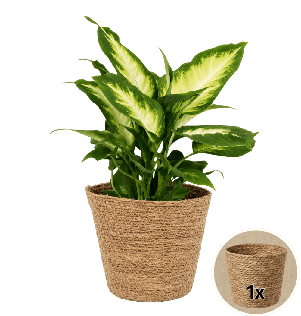 Dieffenbachia + 1x Seegraskorb | ca. 40-50 cm | Ø 12-15 cm Topf - Blume Ideal