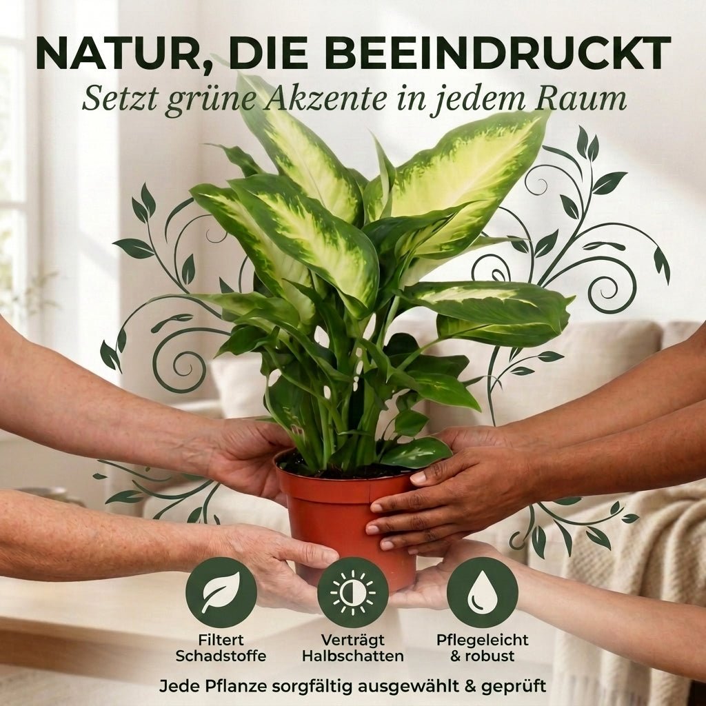 Dieffenbachia + 3x Seegraskorb | 3er-Set | ca. 40-50 cm | Ø 12-15 cm Topf - Blume Ideal
