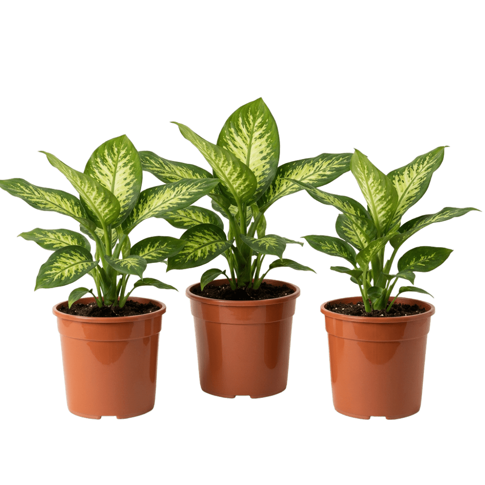 Dieffenbachie | Dieffenbachia - Blume Ideal