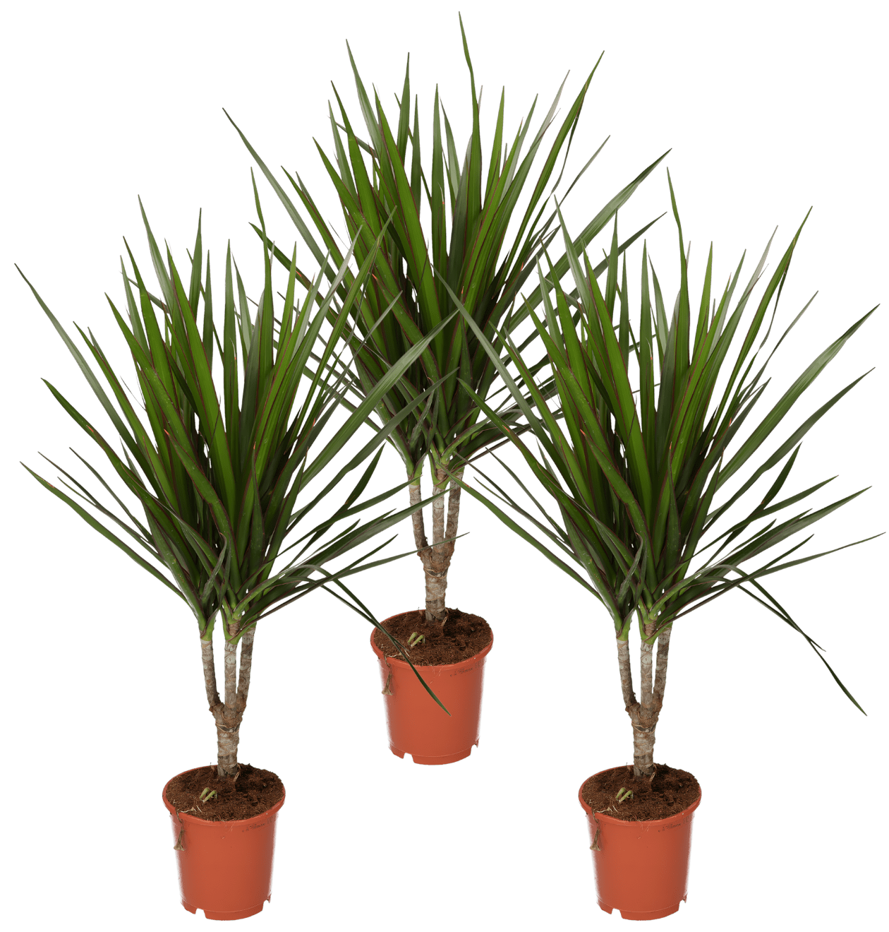 Drachenbaum | 3er - Set | Dracaena | ca. 40 - 50 cm | Ø 12 - 15 cm Topf - Blume Ideal