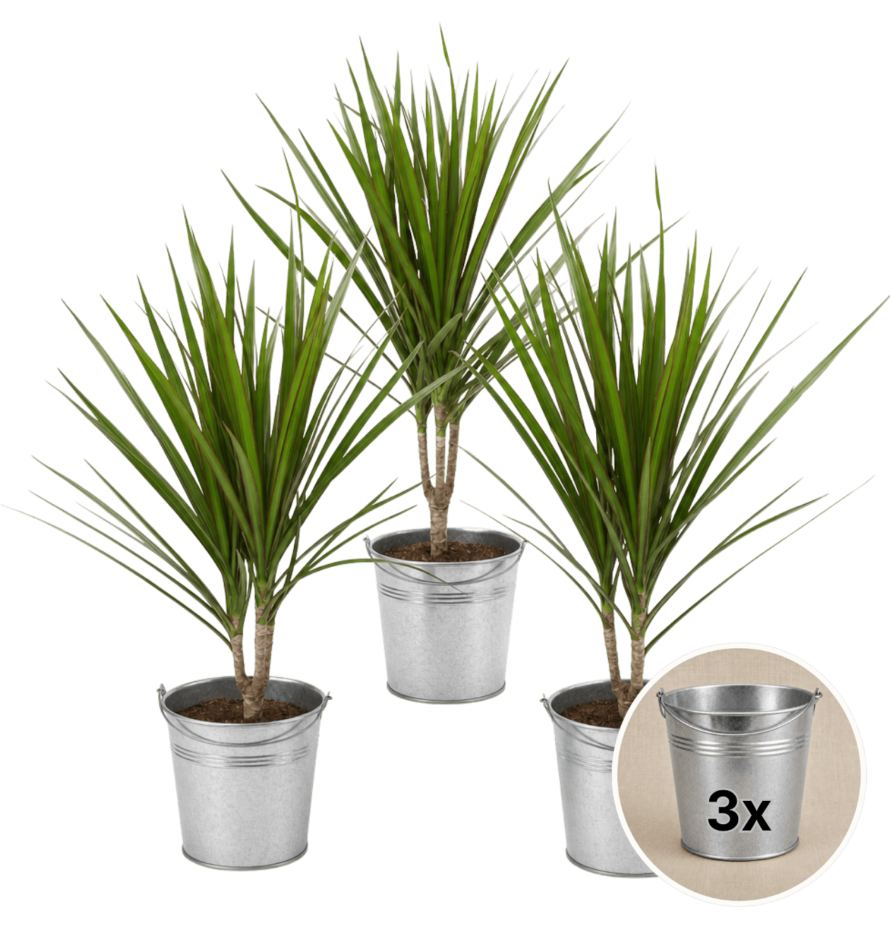 Drachenbaum + 3x Zinktopf | 3er-Set | Dracaena | ca. 40-50 cm | Ø 12-15 cm Topf - Blume Ideal