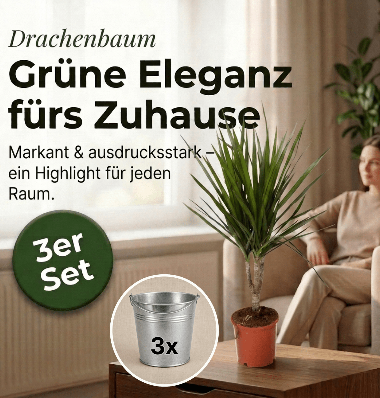Drachenbaum + 3x Zinktopf | 3er-Set | Dracaena | ca. 40-50 cm | Ø 12-15 cm Topf - Blume Ideal