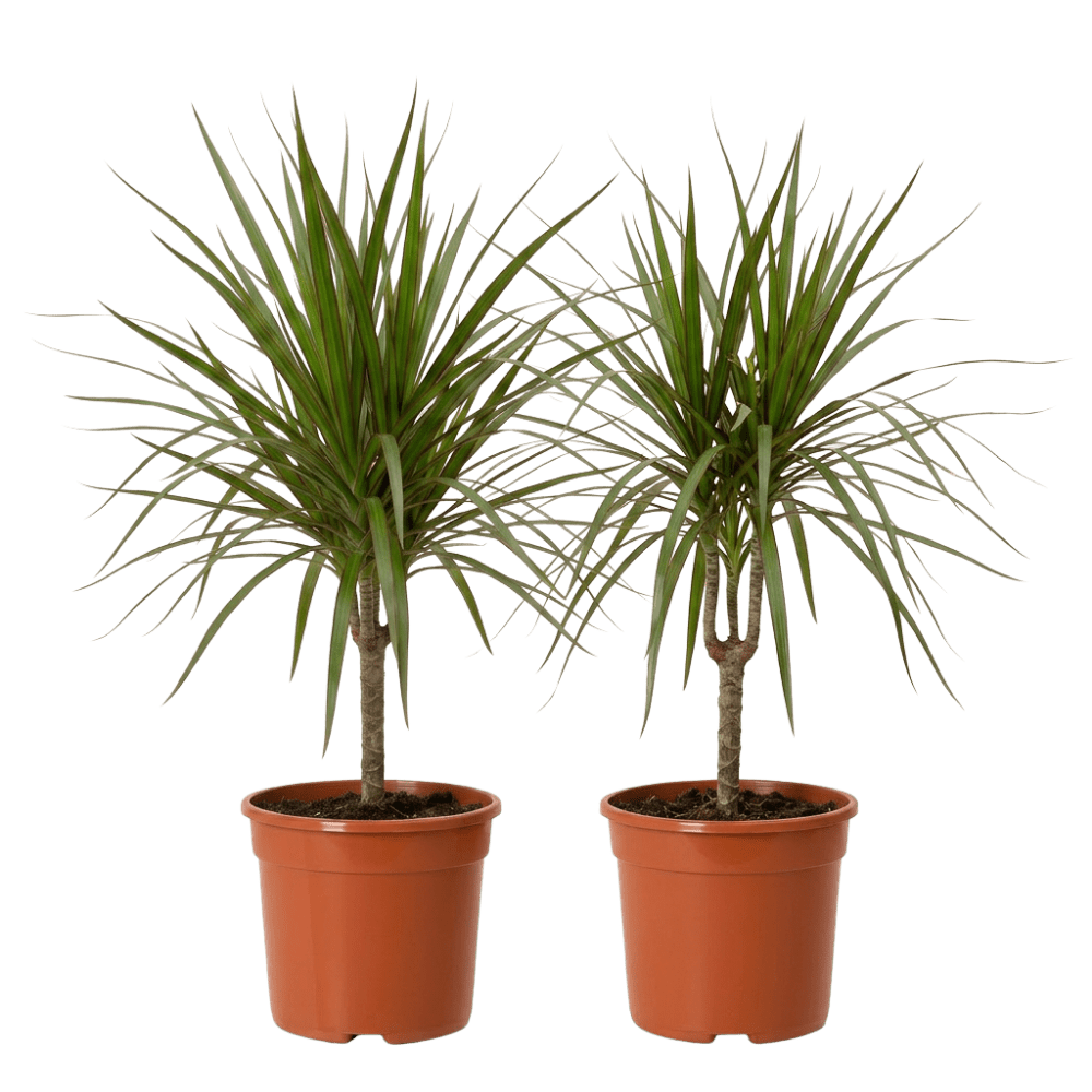 Drachenbaum | Dracaena - Blume Ideal