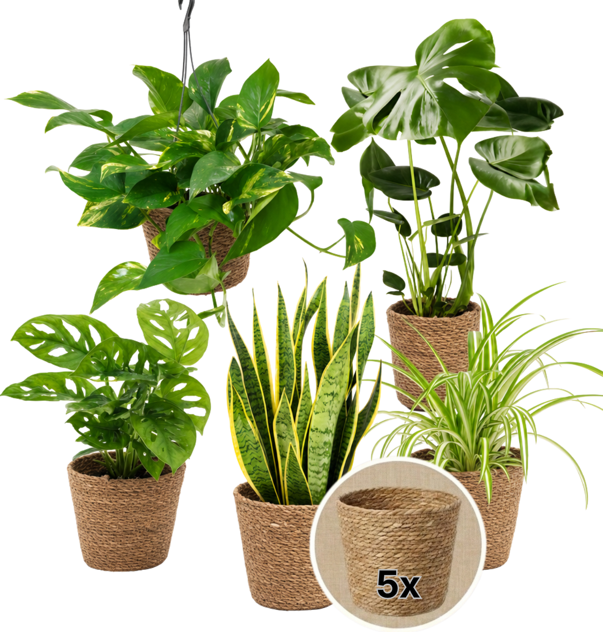 “EasyCare” Pflanzenset + 5x Seegraskorb | 5er-Set | ca. 30-60 cm | Ø 12-15 cm Topf - Blume Ideal
