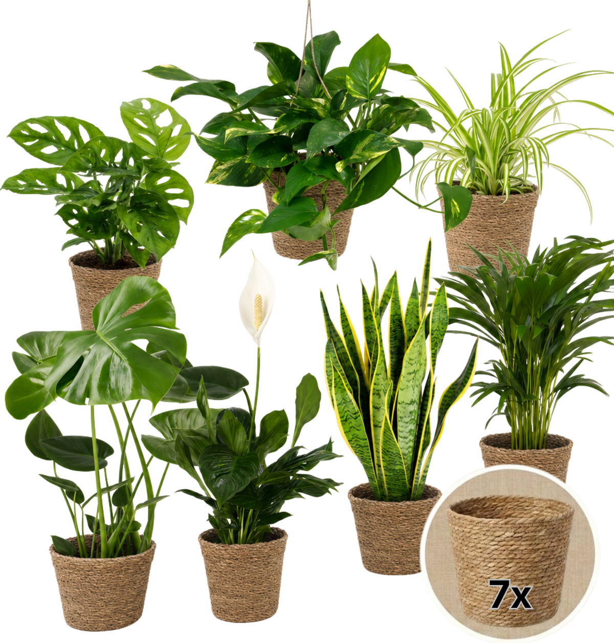 “EasyCare” Pflanzenset + 7x Seegraskorb | 7er-Set | ca. 30-60 cm | Ø 12-15 cm Topf - Blume Ideal