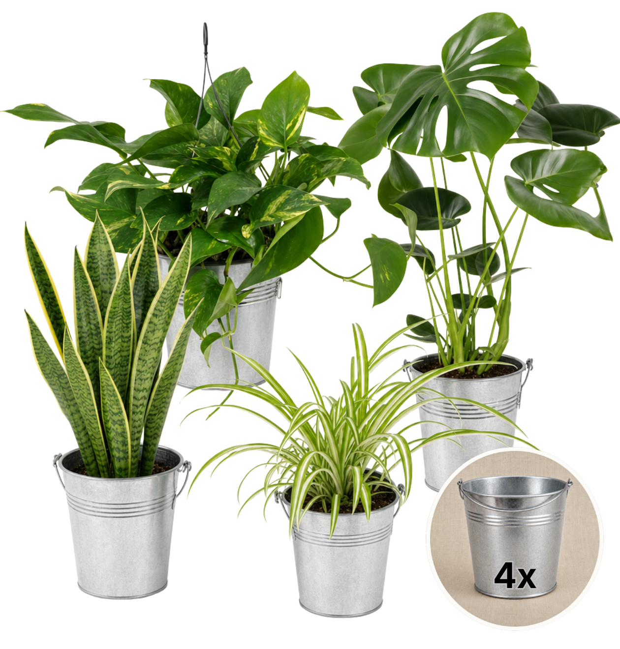“EasyCare” Pflanzenset + Zinktopf | 4er - Set | ca. 30 - 60 cm | Ø 12 - 15 cm Topf - Blume Ideal