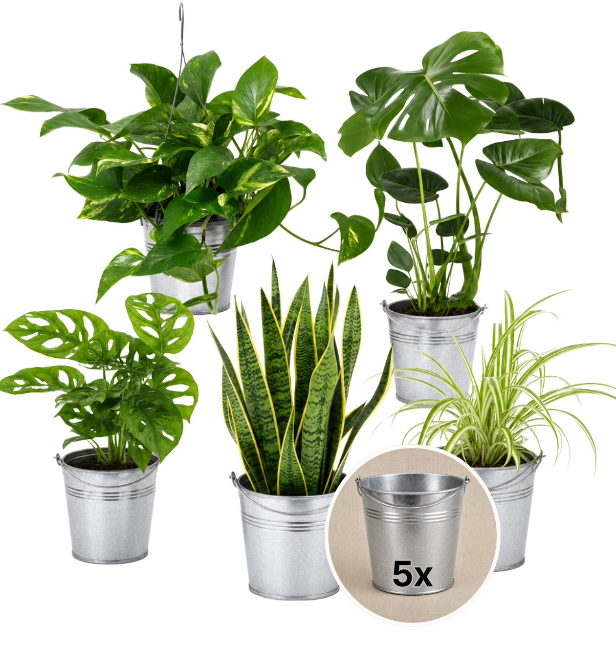 “EasyCare” Pflanzenset + Zinktopf | 5er - Set | ca. 30 - 60 cm | Ø 12 - 15 cm Topf - Blume Ideal