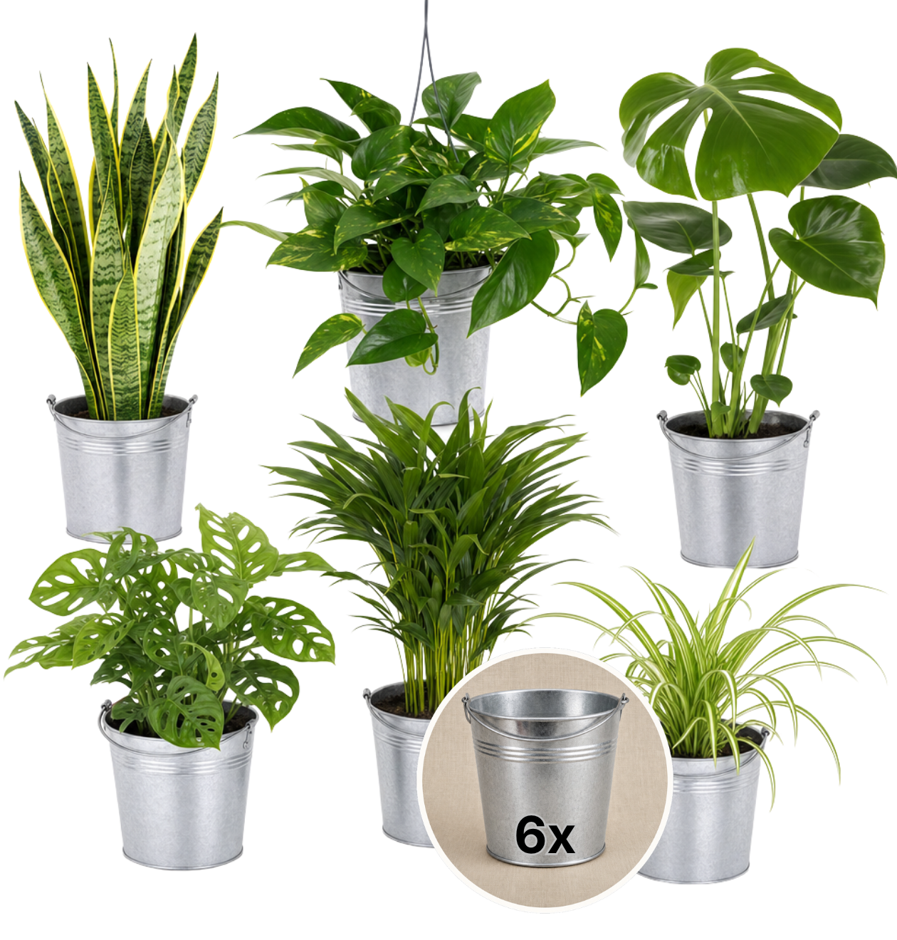 “EasyCare” Pflanzenset + Zinktopf | 6er - Set | ca. 30 - 60 cm | Ø 12 - 15 cm Topf - Blume Ideal