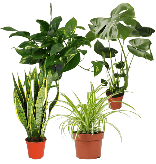 EasyCare Starter Set | 4er - Set + Zubehör | Monstera | Bogenhanf | Efeutute | Grünlilie | +/ - 30 - 60cm | ø 12 - 15cm Topf - Blume Ideal