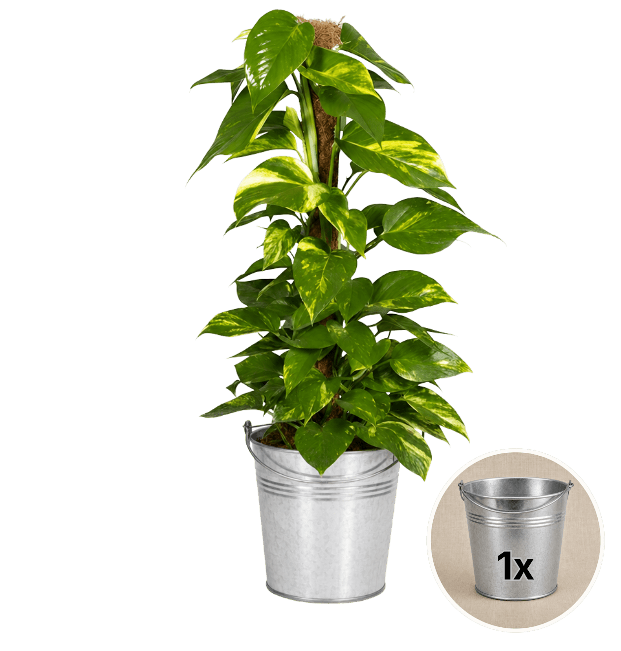 Efeutute am Moosstab + 1x Zinktopf | Epipremnum Aureum | ca. 50-60 cm | Ø 12-15 cm Topf - Blume Ideal