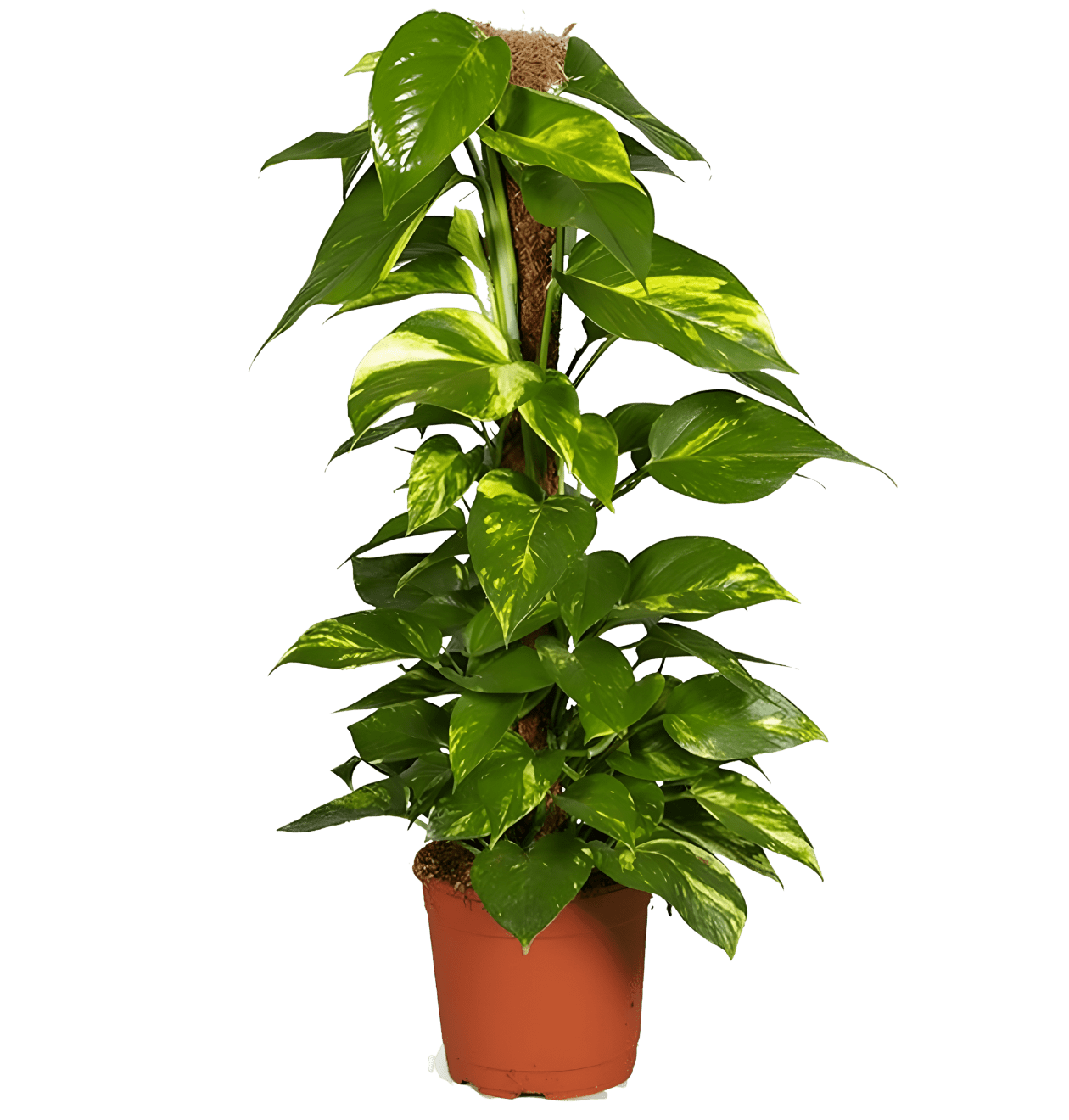 Efeutute am Moosstab | 2er - Set | Epipremnum Aureum | Ø 60 - 70 cm | ø 12 - 15cm Topf - Blume Ideal