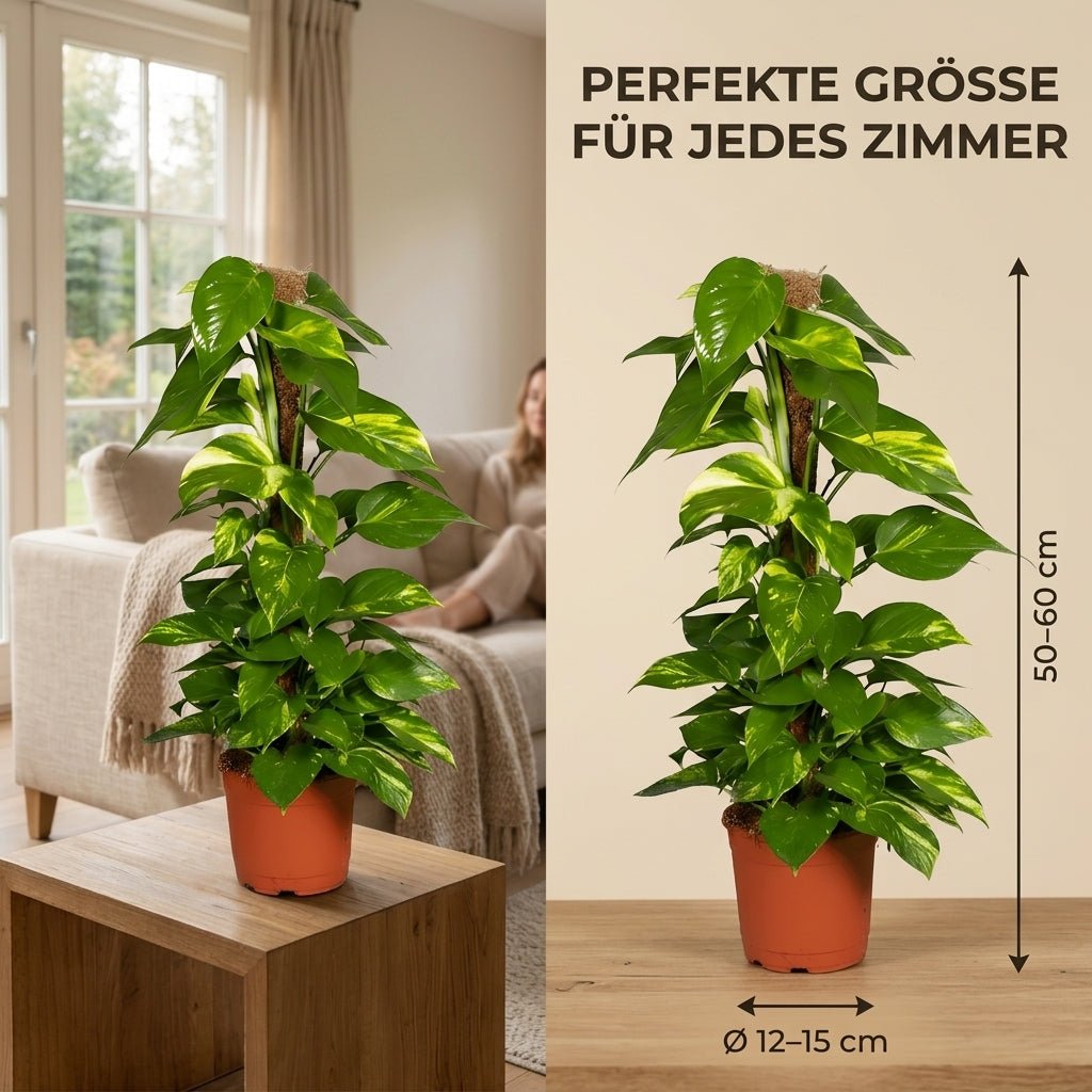 Efeutute am Moosstab + 2x Seegraskorb | 2er-Set | Epipremnum Aureum | ca. 50-60 cm | Ø 12-15 cm Topf - Blume Ideal
