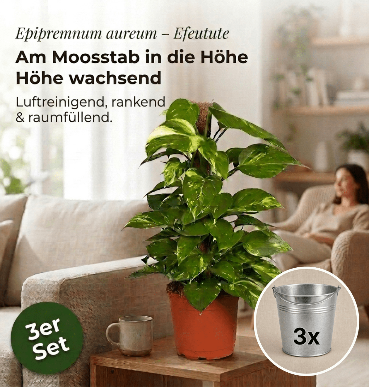 Efeutute am Moosstab + 3x Zinktopf | 3er-Set | Epipremnum Aureum | ca. 50-60 cm | Ø 12-15 cm Topf - Blume Ideal