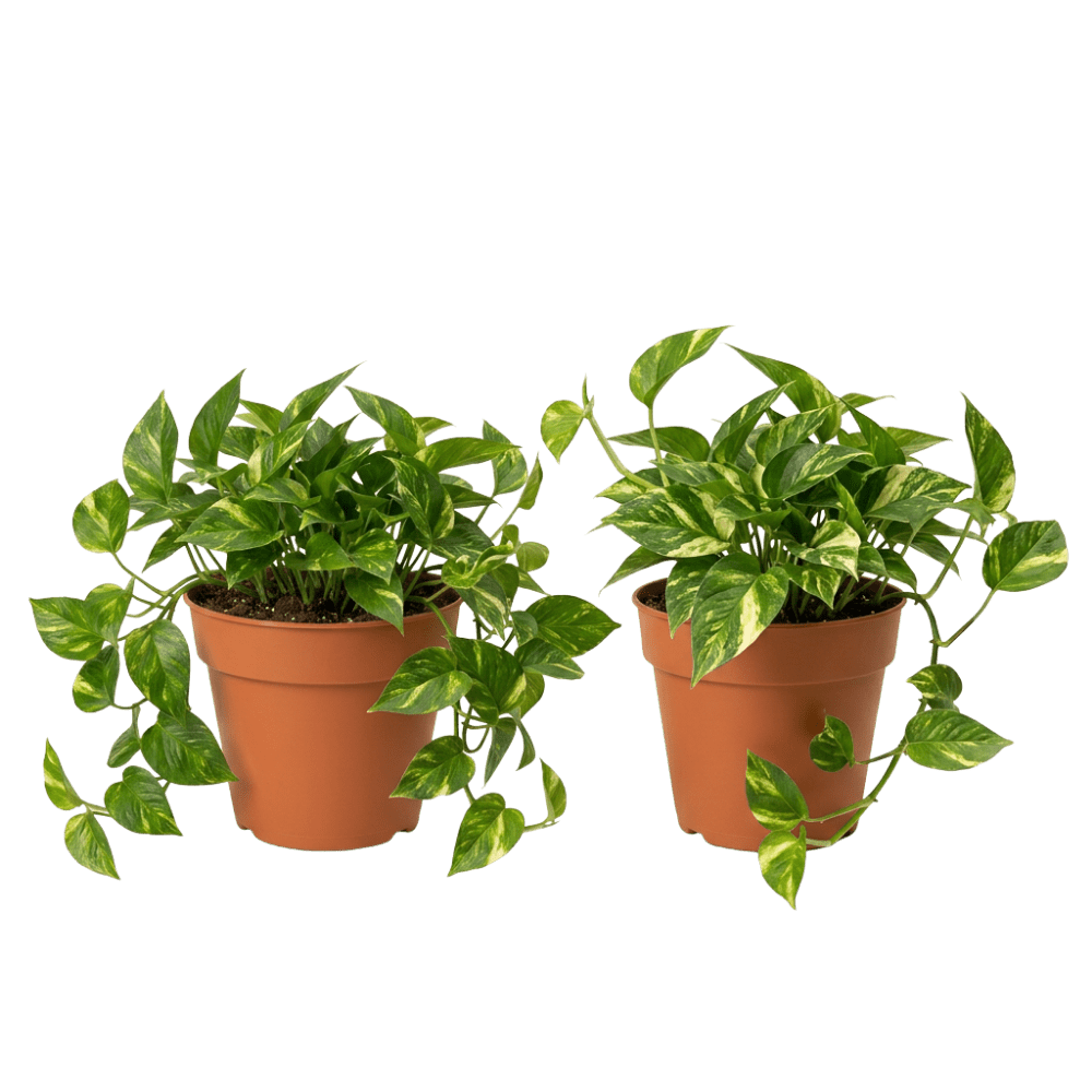 Efeutute | Epipremnum aureum - Blume Ideal