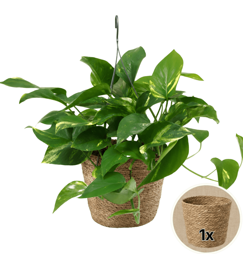 Efeutute (hängend) + 1x Seegraskorb | Epipremnum aureum | ca. 30-35 cm | Ø 12-15 cm Topf - Blume Ideal