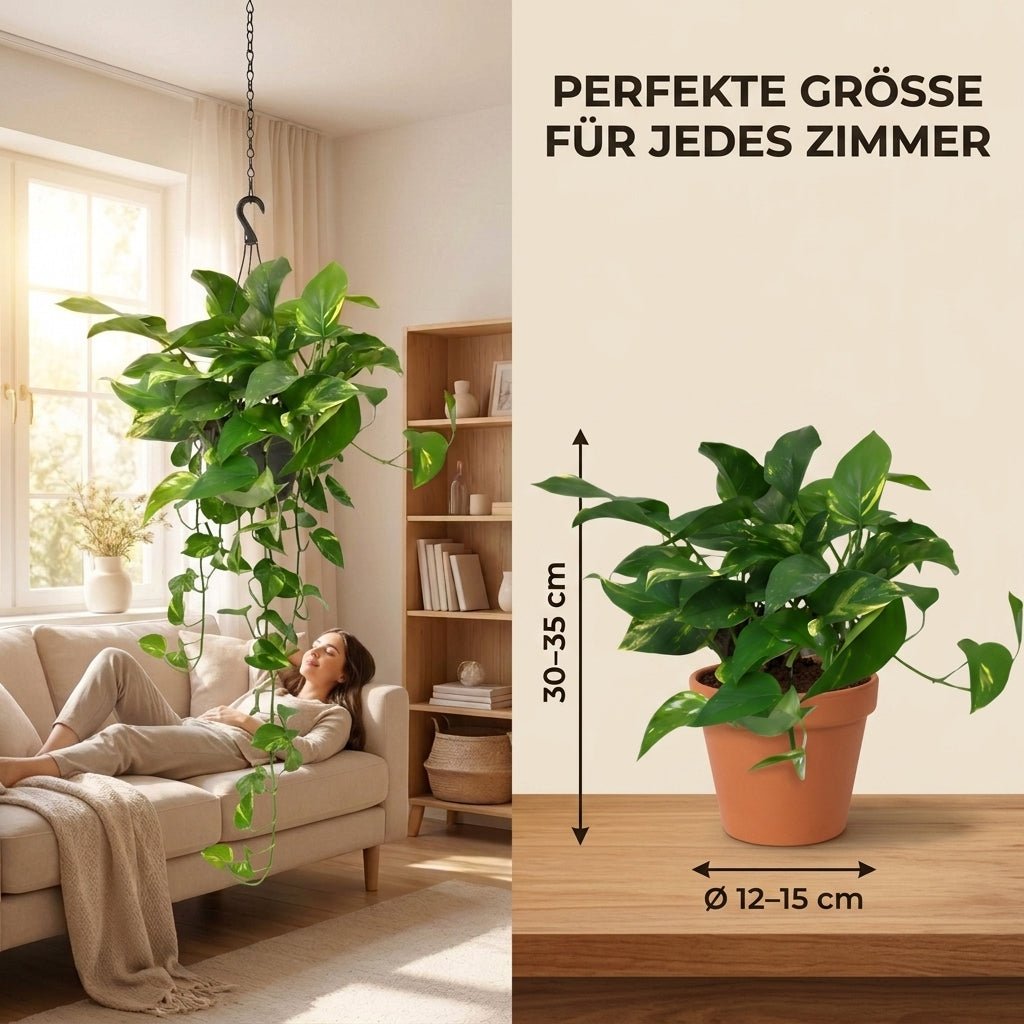 Efeutute (hängend) + 4x Seegraskorb | 4er-Set | Epipremnum aureum | ca. 30-35 cm | Ø 12-15 cm Topf - Blume Ideal