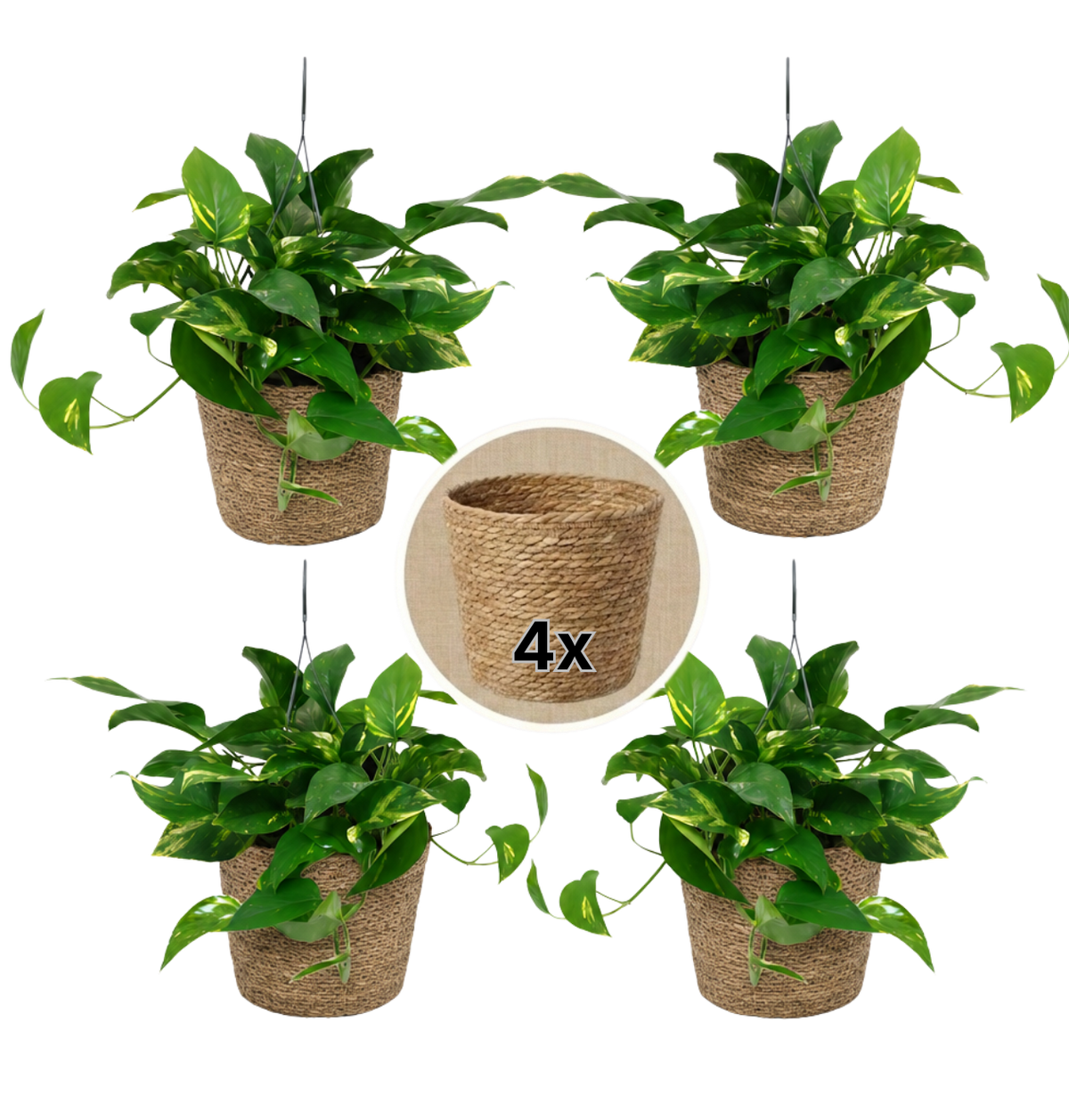 Efeutute (hängend) + 4x Seegraskorb | 4er-Set | Epipremnum aureum | ca. 30-35 cm | Ø 12-15 cm Topf - Blume Ideal