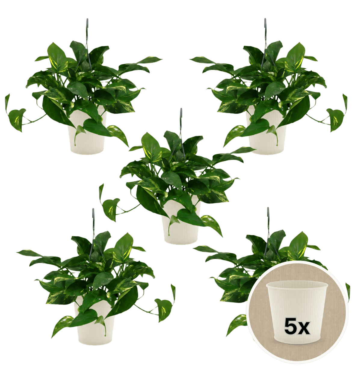 Efeutute (hängend) + 5x Cremefarbener Zinktopf | 5er-Set | Epipremnum aureum | ca. 30-35 cm | Ø 12-15 cm Topf - Blume Ideal