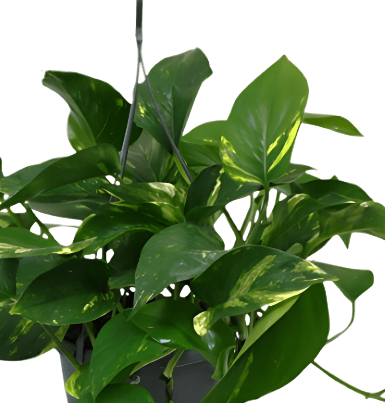 Efeutute (hängend) | 3er - Set | Epipremnum aureum | ca. 30 - 35 cm | Ø 12 - 15 cm Topf - Blume Ideal