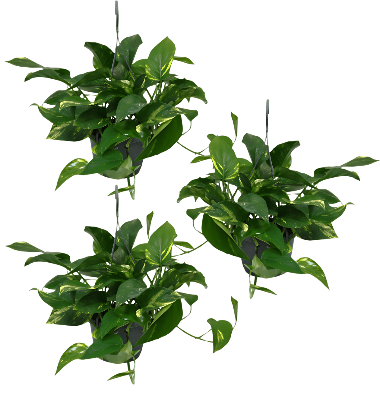 efeutute blumenampel Efeutute im 3er-Set online entdecken