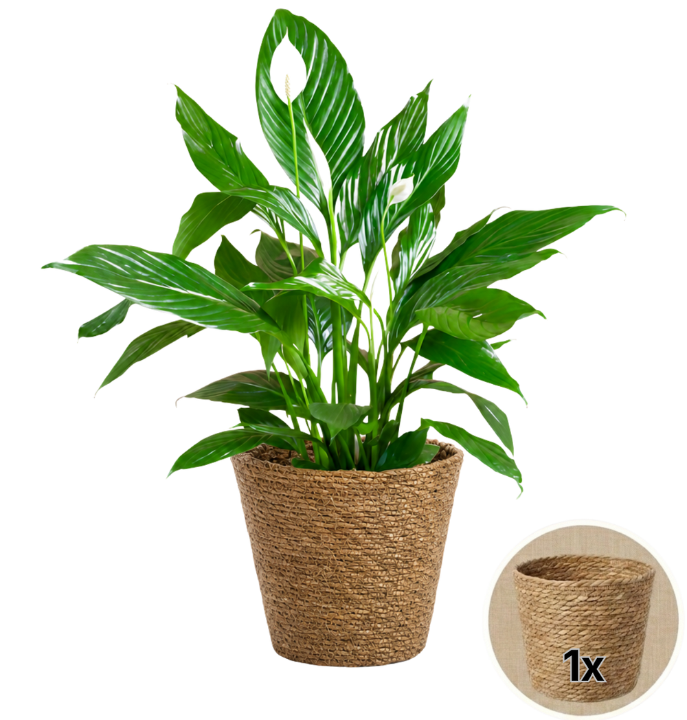 Einblatt + 1x Seegraskorb | Spathiphyllum | ca. 40-50 cm | Ø 12-15 cm Topf - Blume Ideal