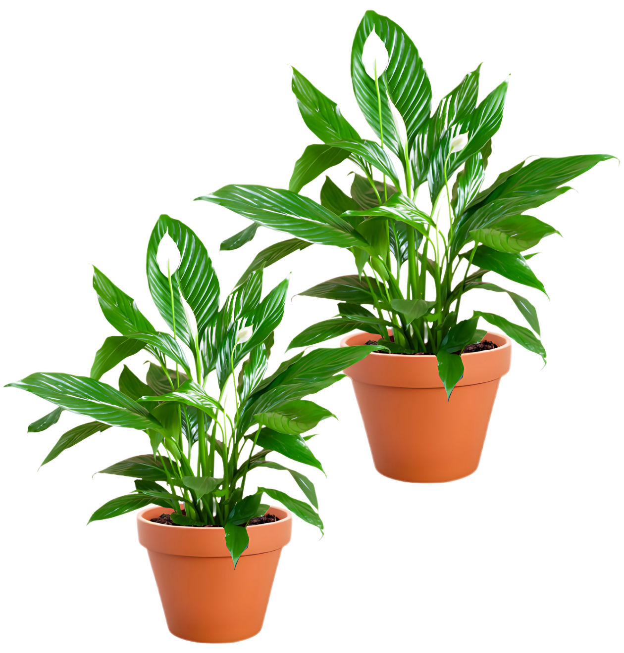 Einblatt - Spathiphyllum im 2er-Set bestellen