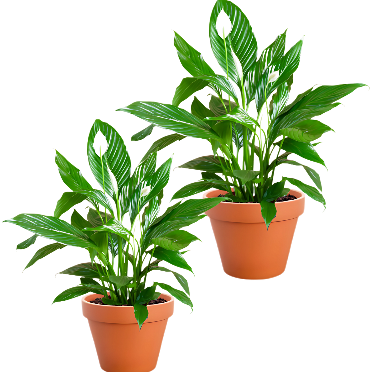 Einblatt - Spathiphyllum im 2er-Set bestellen