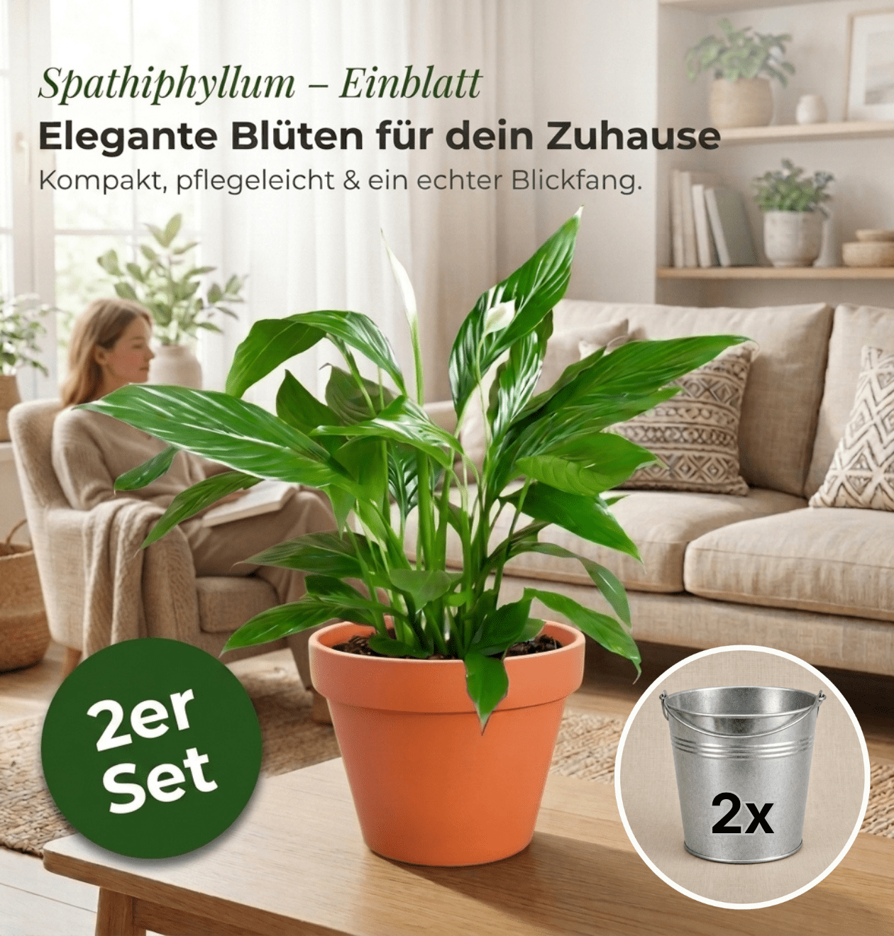 Einblatt + 2x Zinktopf | 2er-Set | Spathiphyllum | ca. 40-50 cm | Ø 12-15 cm Topf - Blume Ideal