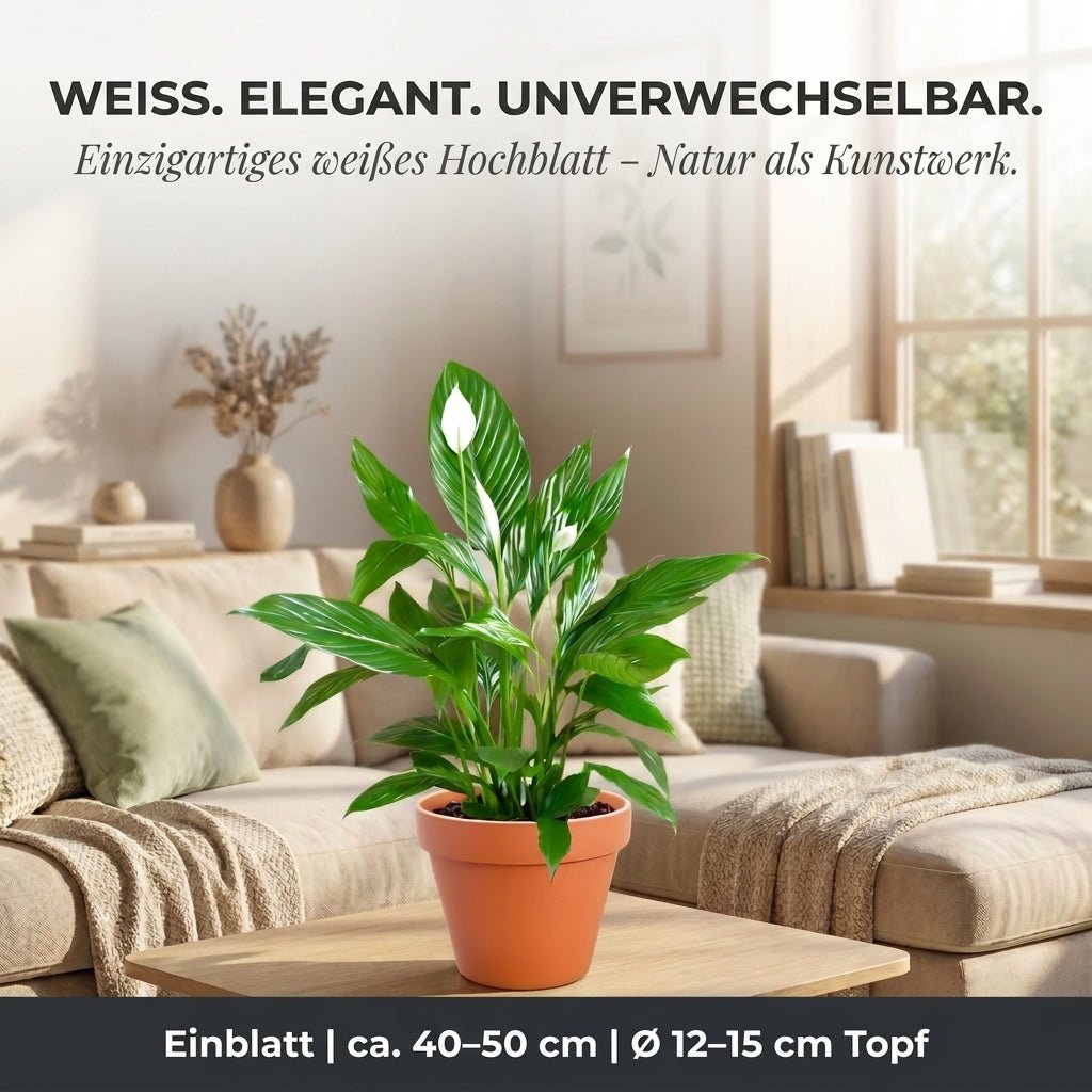Einblatt + 3x Cremefarbener Zinktopf | 3er-Set | Spathiphyllum | ca. 40-50 cm | Ø 12-15 cm Topf - Blume Ideal